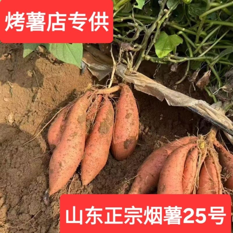 河北红薯/烟薯25号红薯/烧烤红薯/纯甜红心红薯