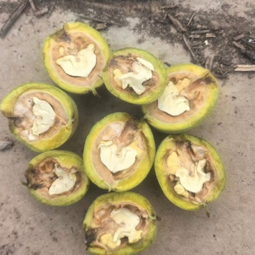 清香通货大量有货