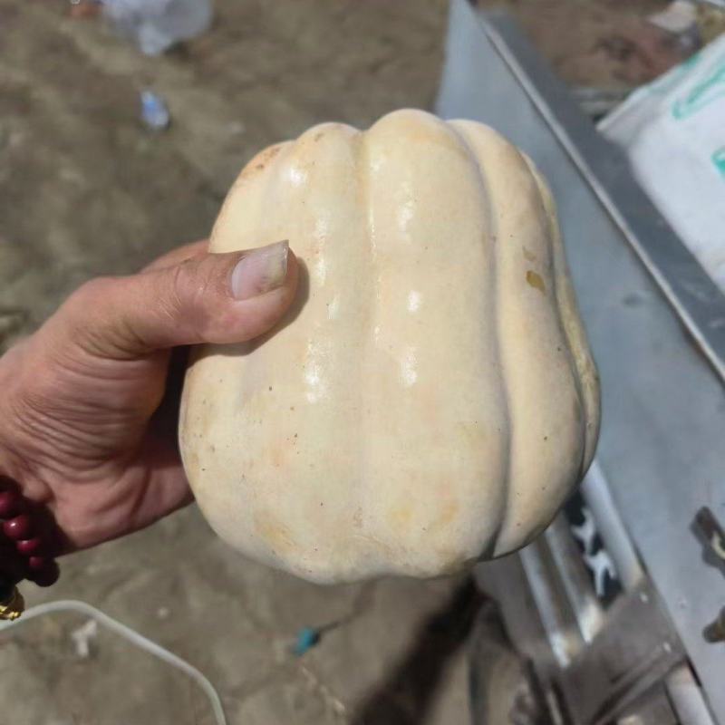水果南瓜新野产地直发粉蛮腰南瓜货量充足可视频看货