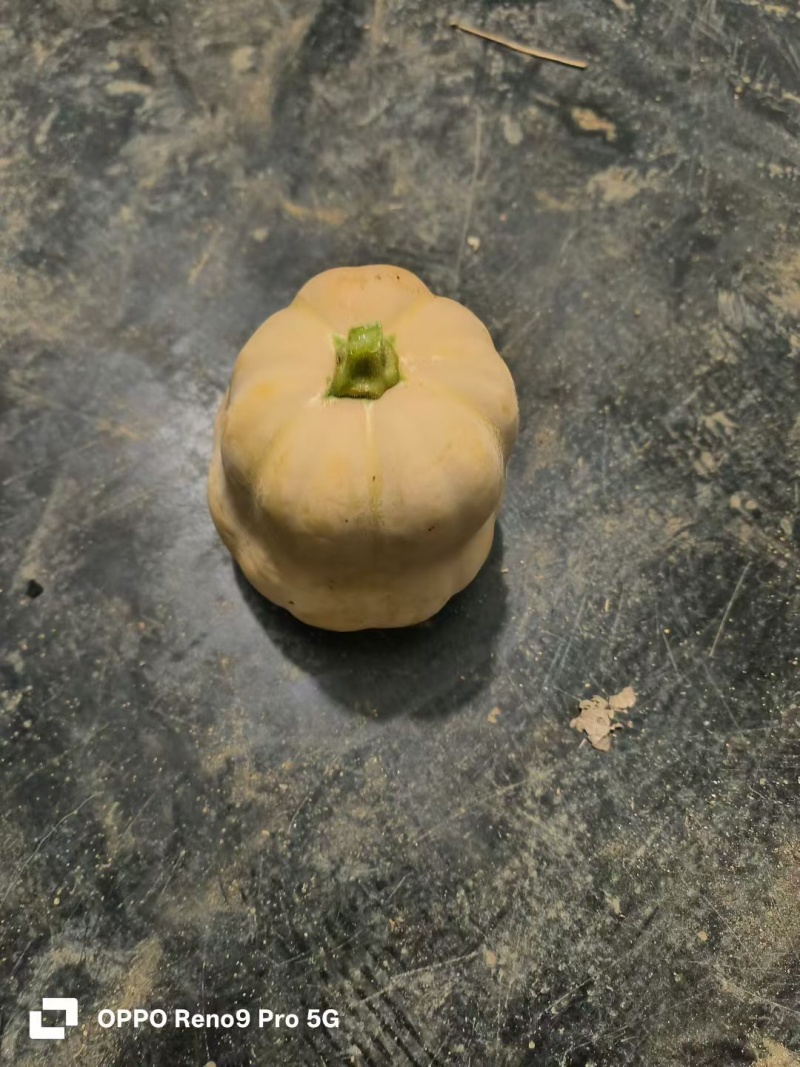 水果南瓜新野产地直发粉蛮腰南瓜货量充足可视频看货