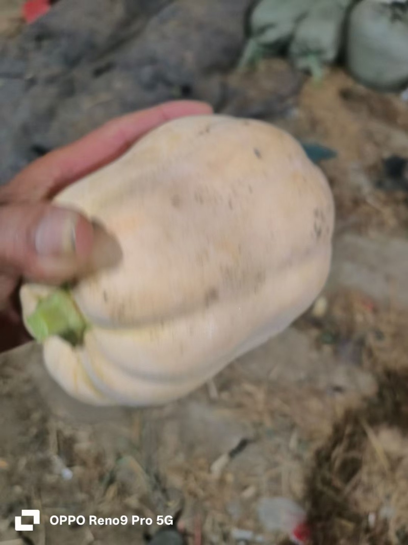 水果南瓜新野产地直发粉蛮腰南瓜货量充足可视频看货
