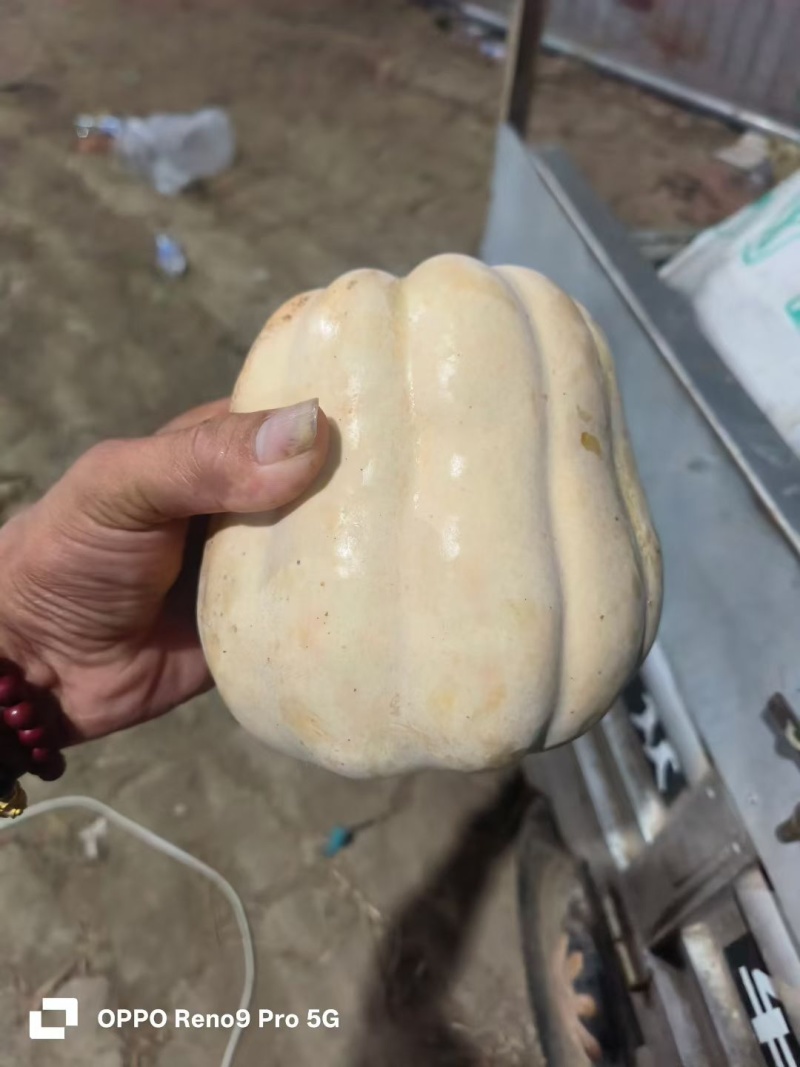 水果南瓜新野产地直发粉蛮腰南瓜货量充足可视频看货