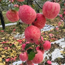 新红星苹果产地直销颜色好口感好以优质的品质畅销全国