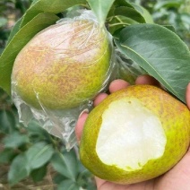 山东阳信7号梨媚梨7号新7号梨货源充足量大从优