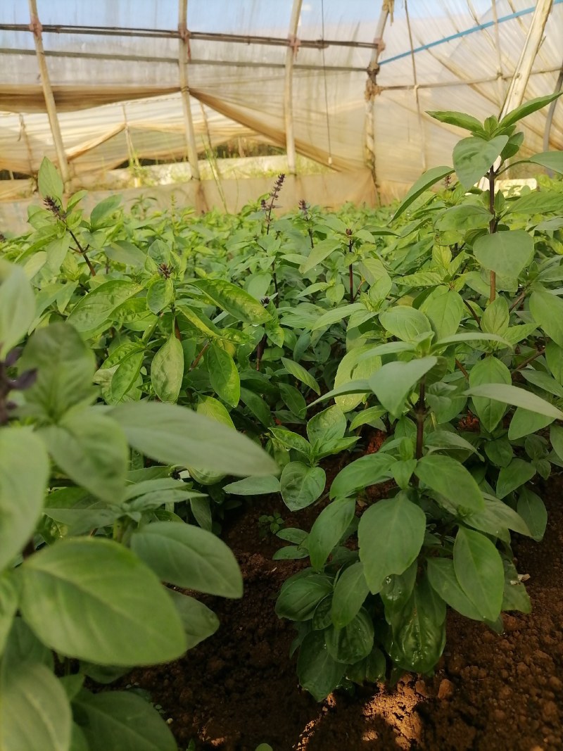 泰国香料九层塔基地直发。香味十足。