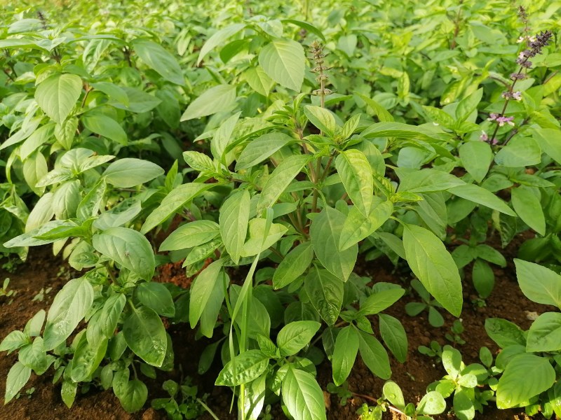 泰国香料九层塔基地直发。香味十足。