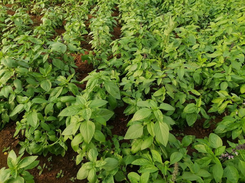 泰国香料九层塔基地直发。香味十足。