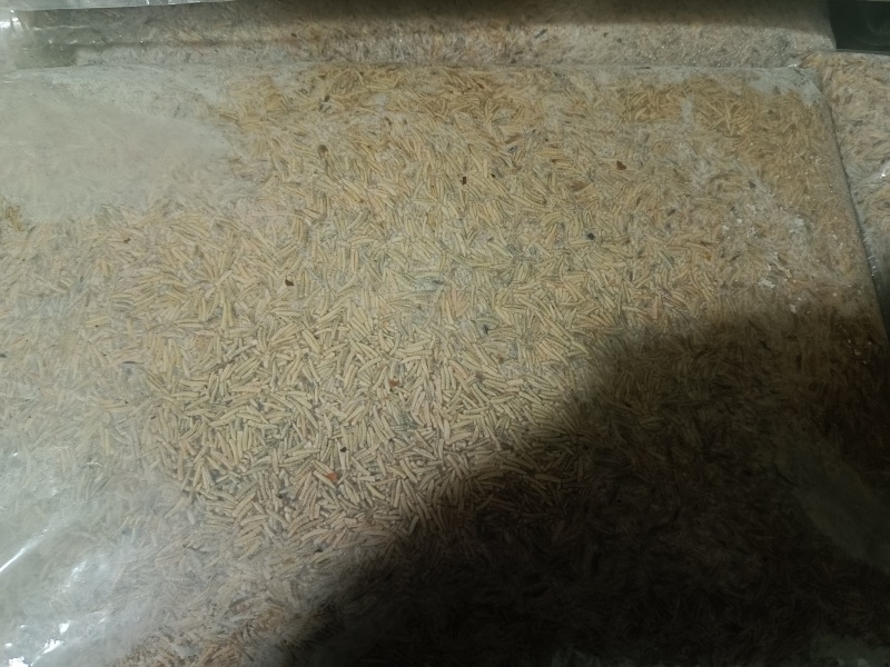 蝇蛆，活冻虫，水煮虫，活虫，虫浆