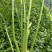 芹菜香芹，当季新货美味，量大从优，欢迎江浙沪皖来电订购！