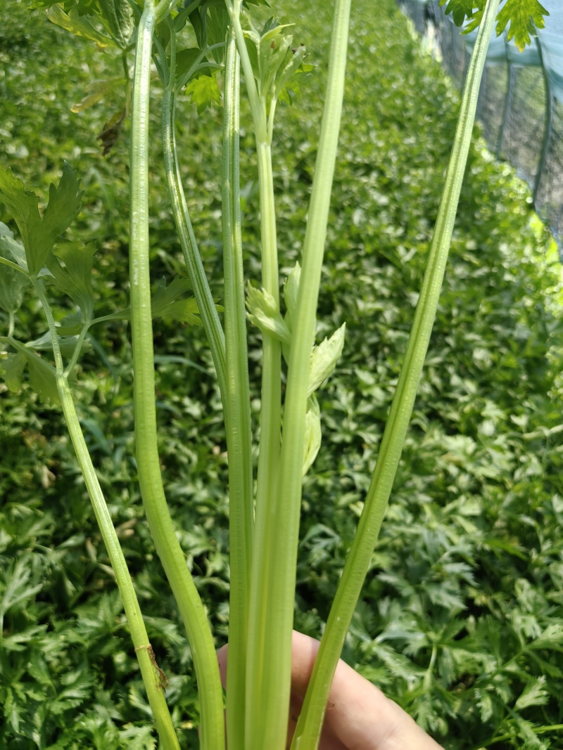 芹菜香芹，当季新货美味，量大从优，欢迎江浙沪皖来电订购！