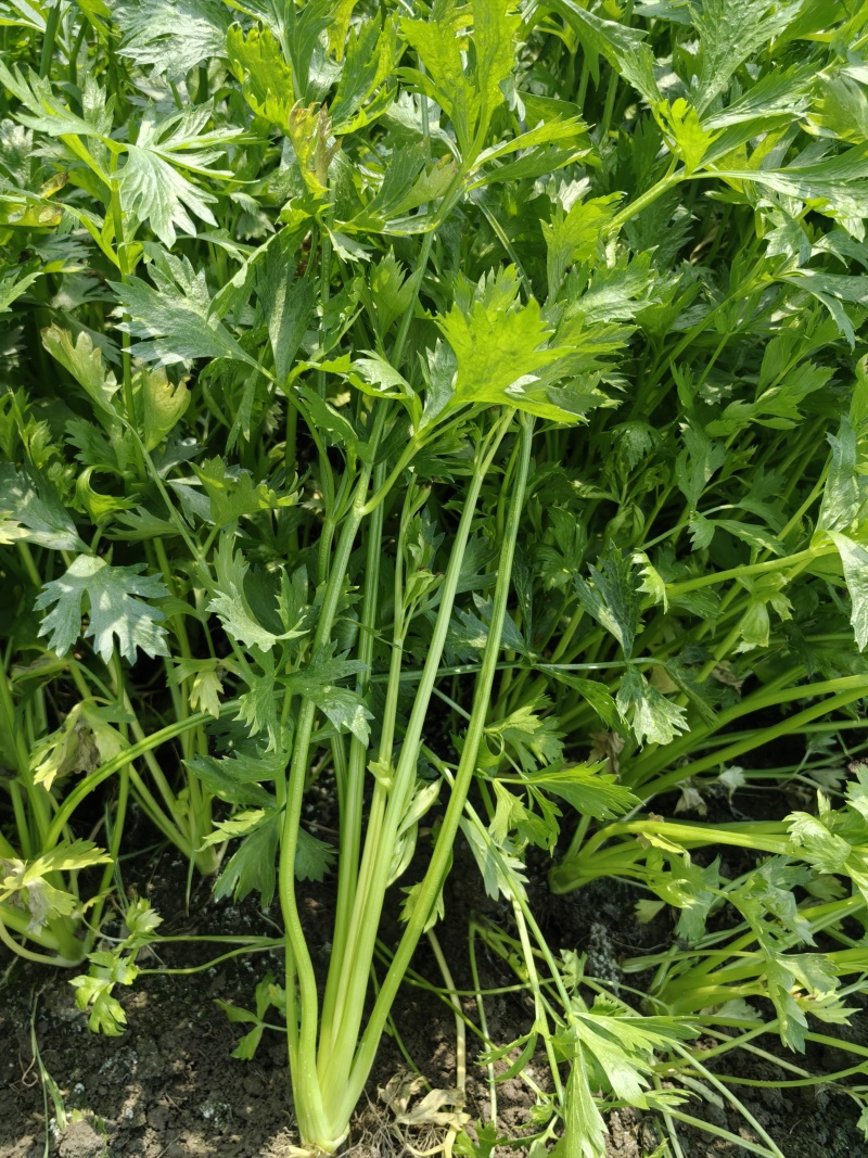 芹菜香芹，当季新货美味，量大从优，欢迎江浙沪皖来电订购！