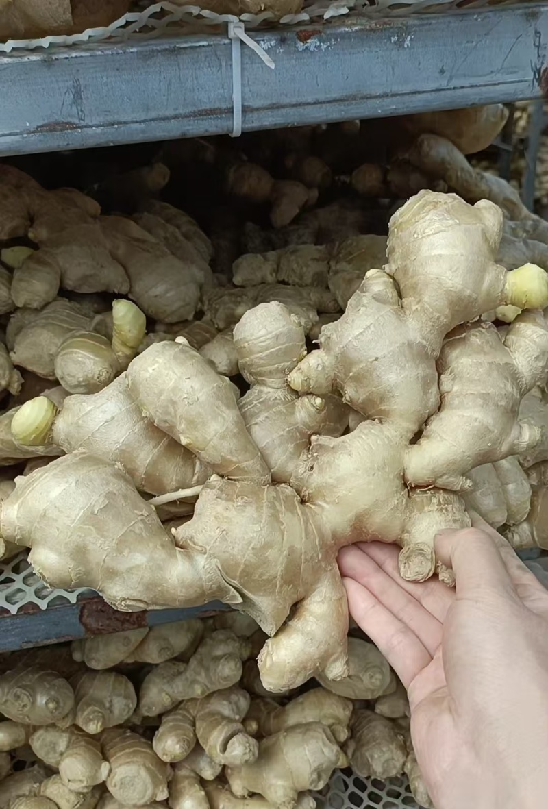 生姜老姜批发，大黄姜小黄姜承接市场，电商，商超，出口