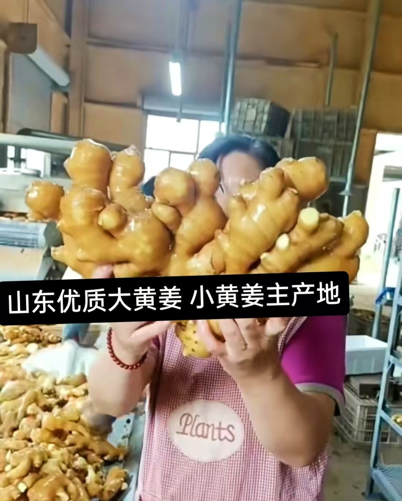 生姜老姜批发，大黄姜小黄姜承接市场，电商，商超，出口