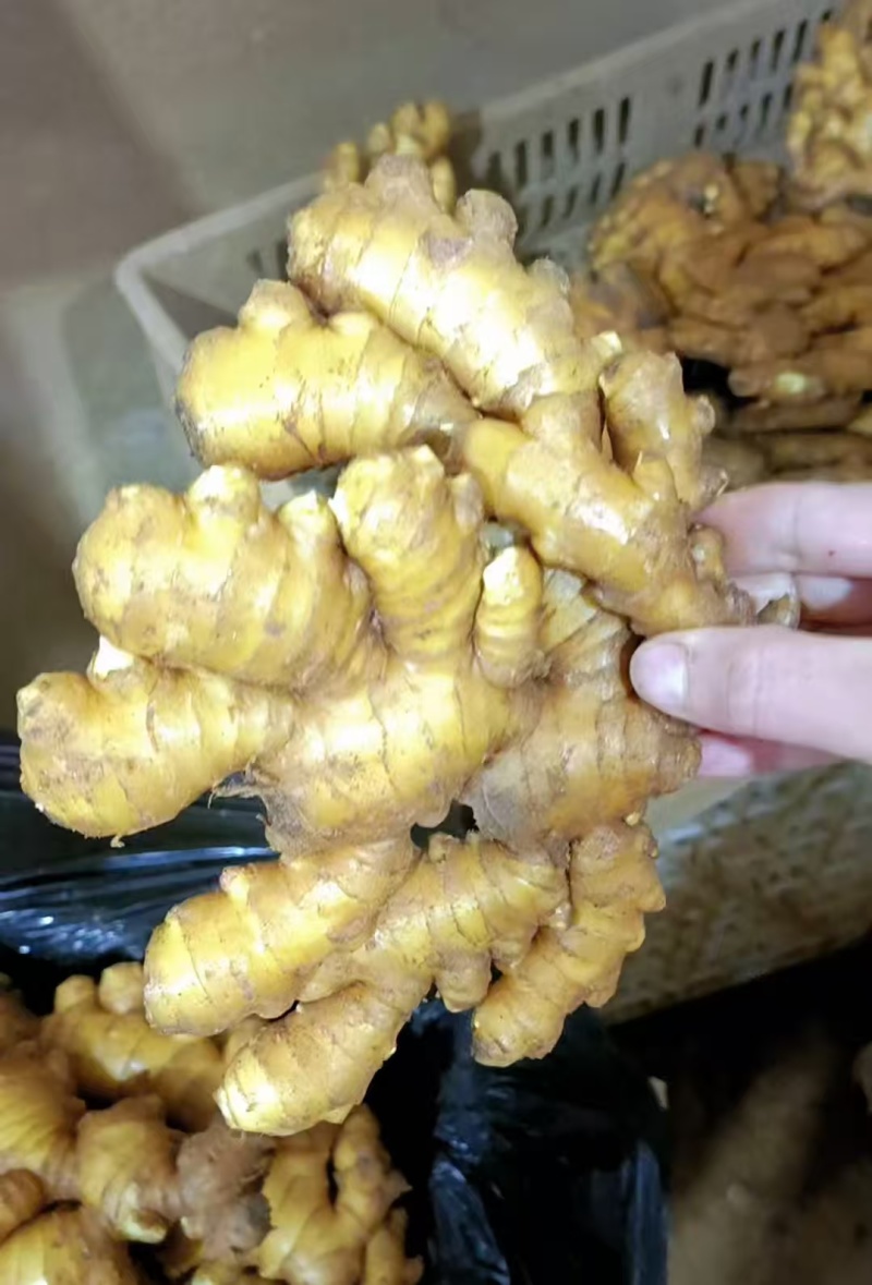 生姜老姜批发，大黄姜小黄姜承接市场，电商，商超，出口