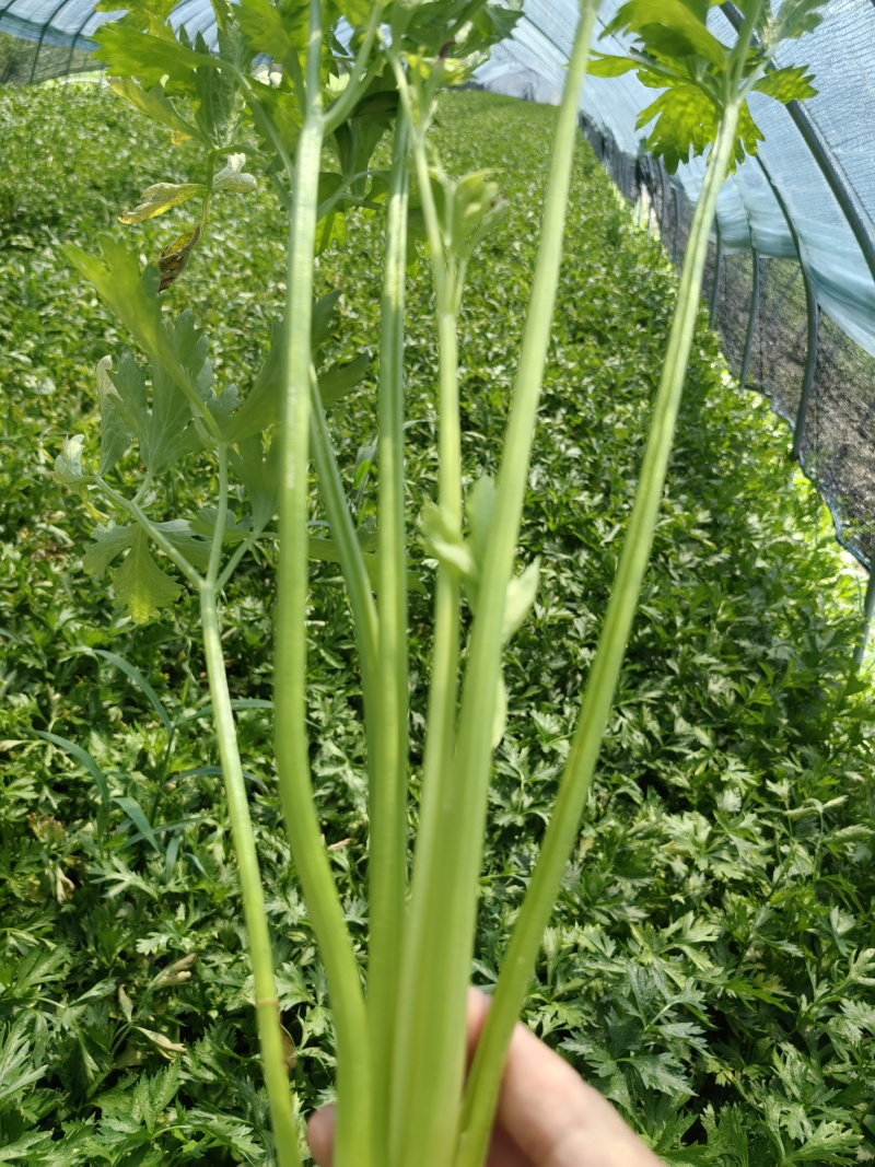 芹菜香芹，当季新货美味，量大从优，欢迎江浙沪皖来电订购！