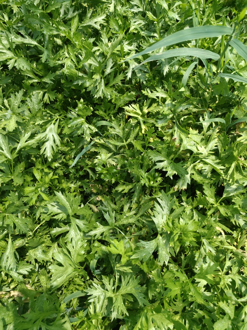 芹菜香芹，当季新货美味，量大从优，欢迎江浙沪皖来电订购！