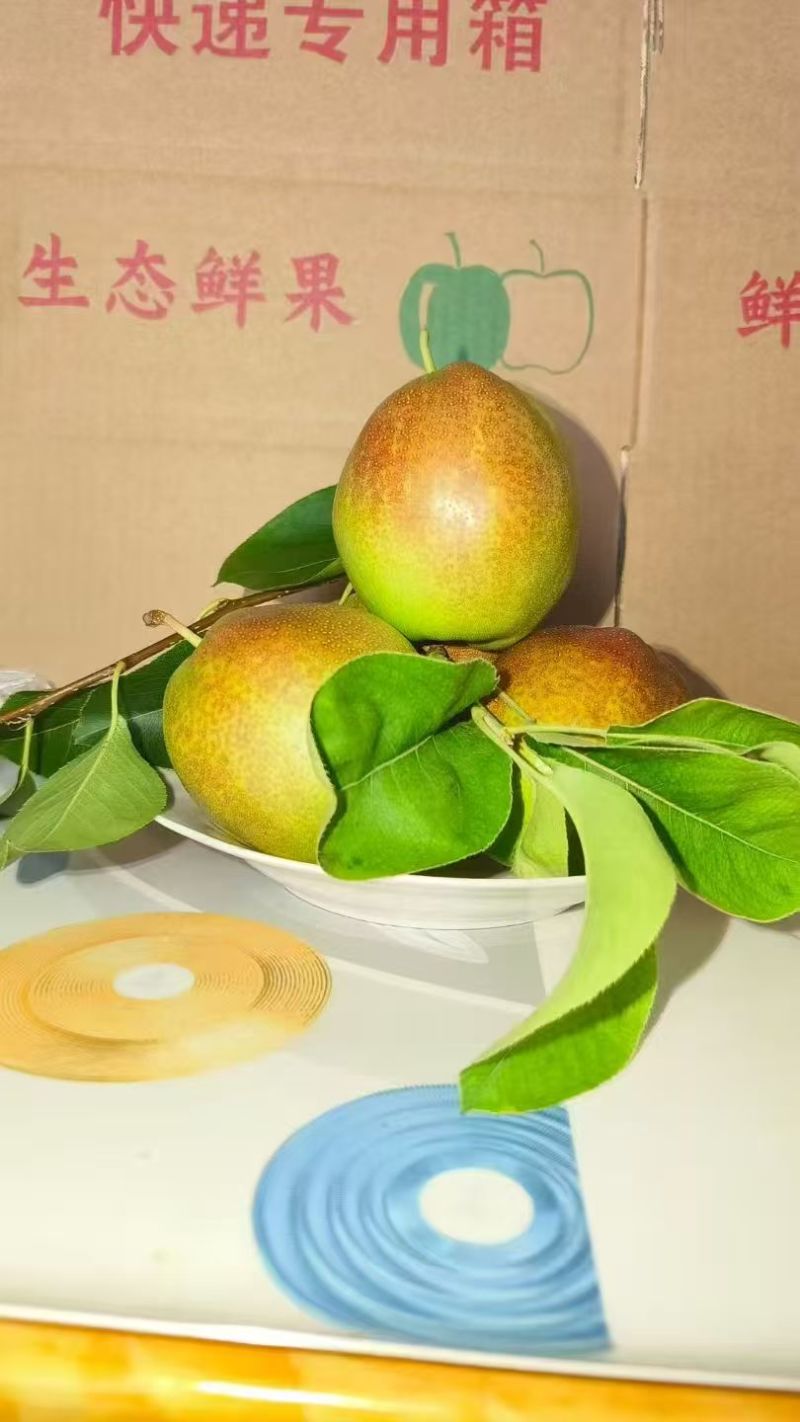 山东省媚梨七号