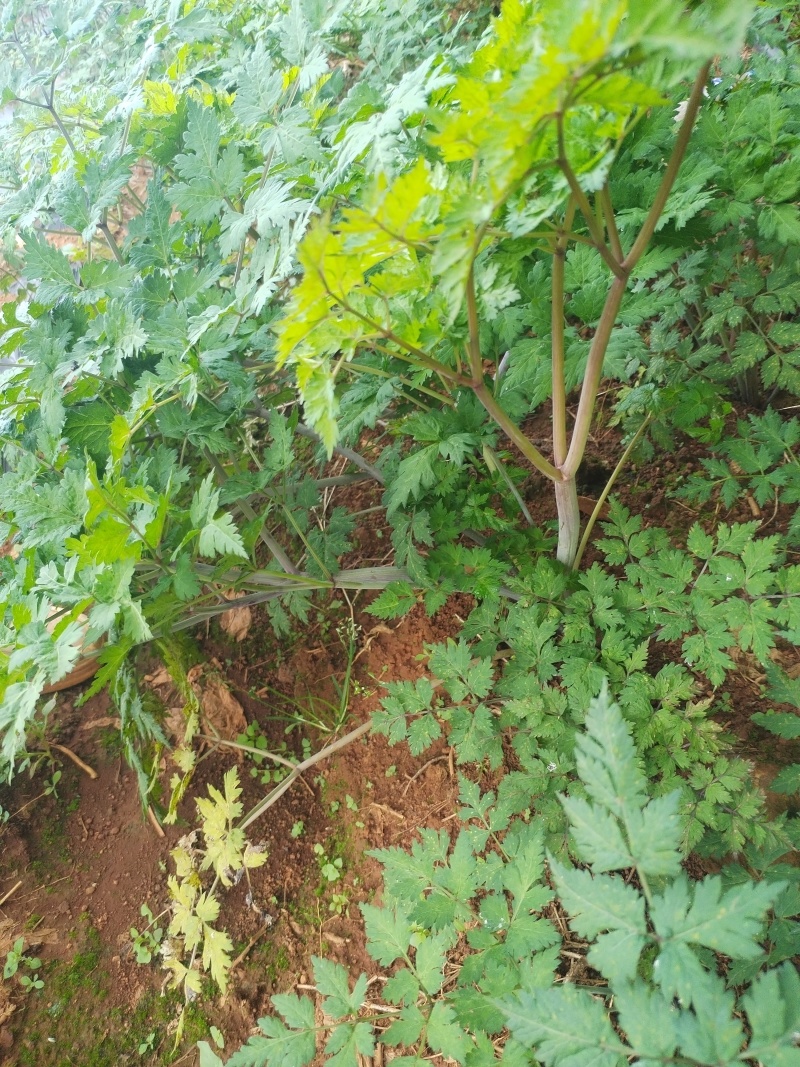 来自原产地的价格美丽当归货源充足任你选购