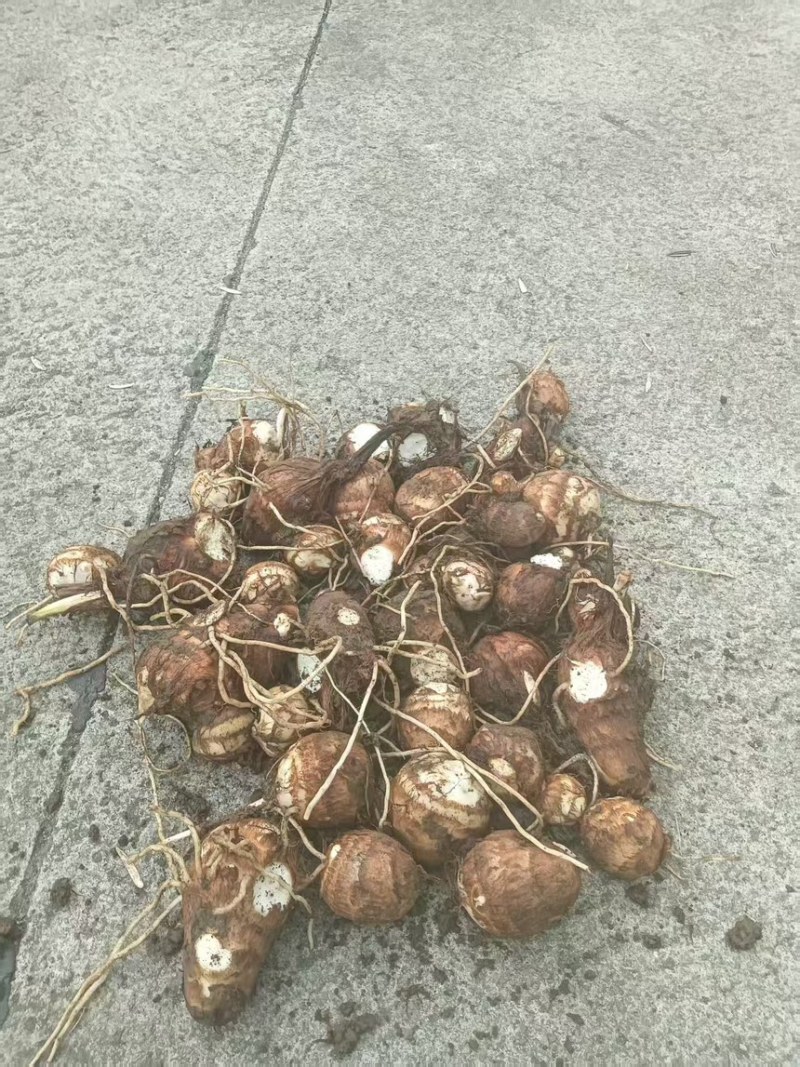 云南水果牛奶芋头