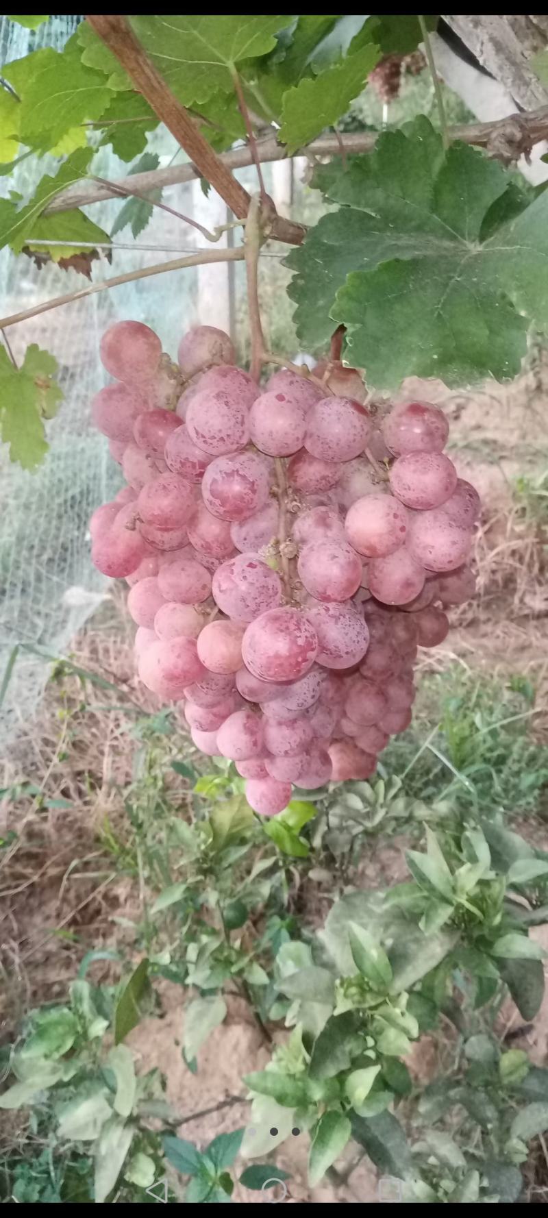 红揾