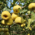 河南宁陵酥梨量大质优价格优惠一手货源欢迎老板咨询