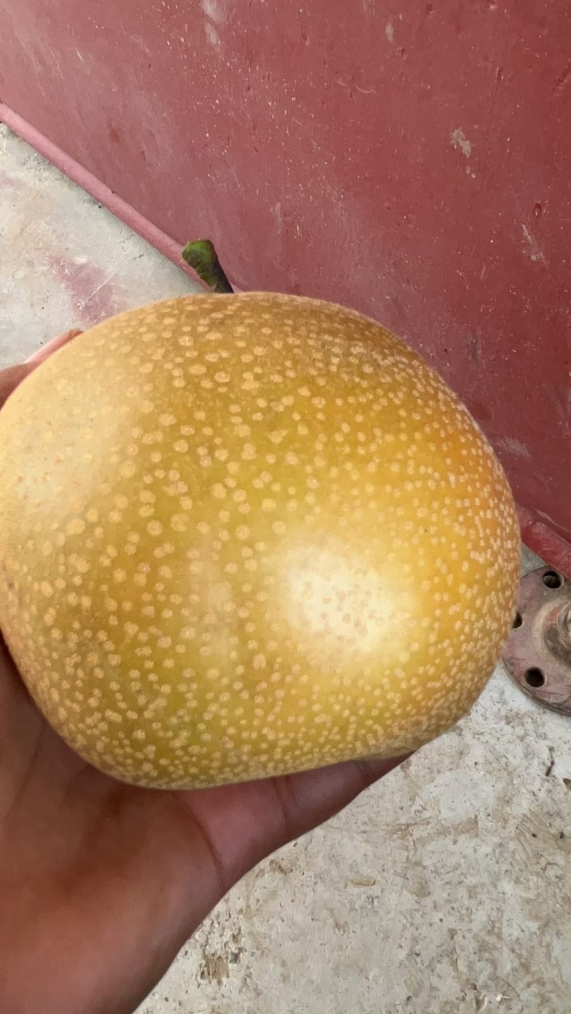 丰水梨