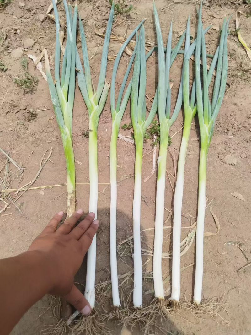 葱铁杆钢葱质优量足大葱铁杆毛葱净葱产地一手货源