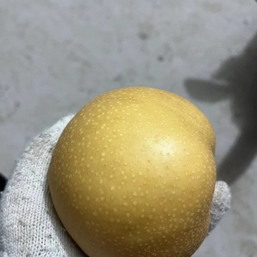 丰水梨