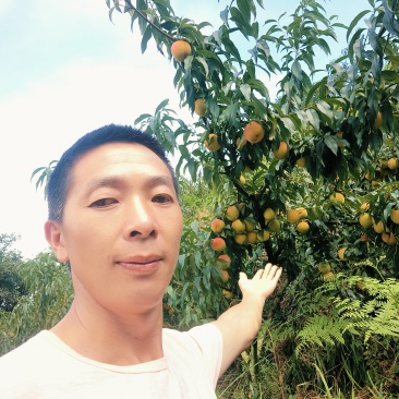锦绣黄桃