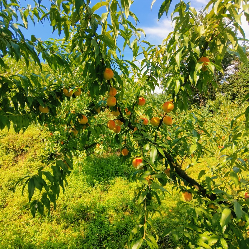 锦绣黄桃