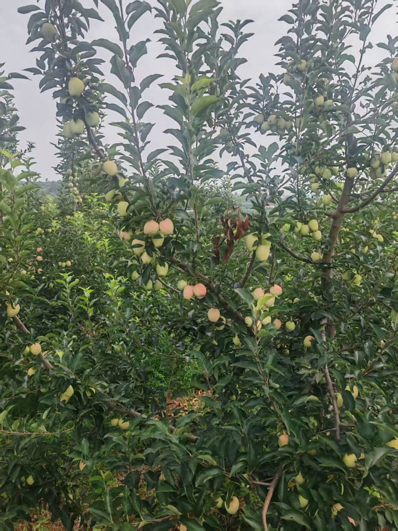 鸡心果，酸甜可口，产地直供保质保量量大从优