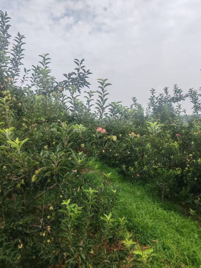 鸡心果，酸甜可口，产地直供保质保量量大从优