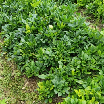 白鲜皮2年幼苗，4年根