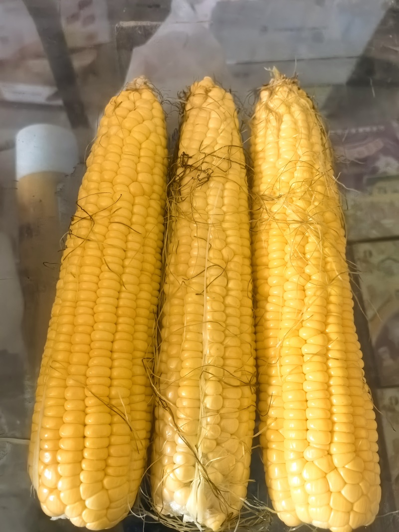 金冠597，甜玉米，农场自产自销，自家农场种植，非代办
