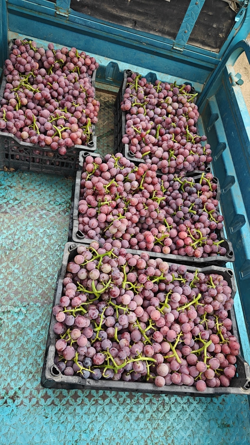 冠县精品巨峰葡萄大量上市，欢迎新老客户前来选购…！！