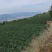 甘肃天水高山巨峰葡萄