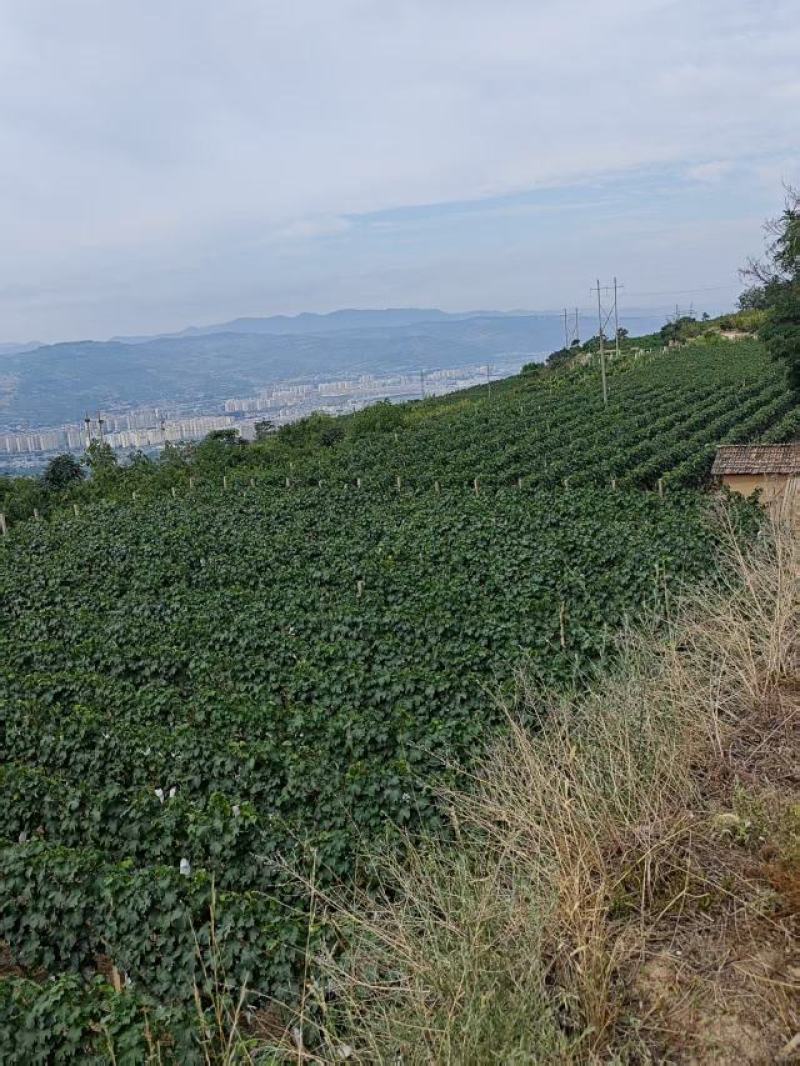 甘肃天水高山巨峰葡萄