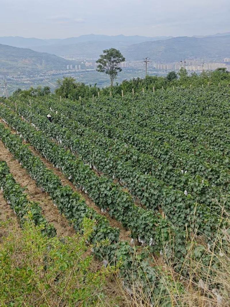 甘肃天水高山巨峰葡萄