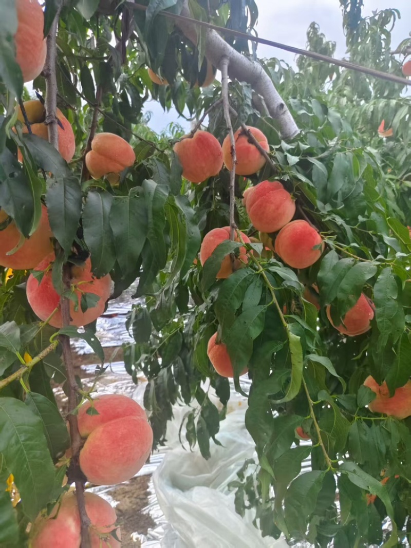 毛桃山东青岛毛桃金秋红密大量上市，欢迎来电咨询