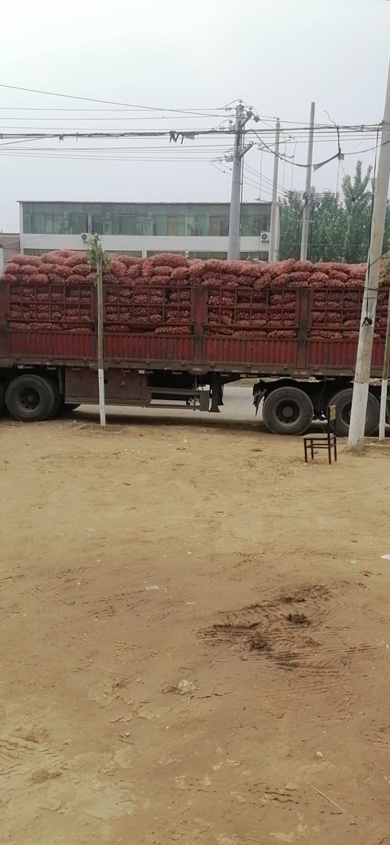 大蒜，鲜大蒜，代收代购代销产地直供，一手货源，品质保证