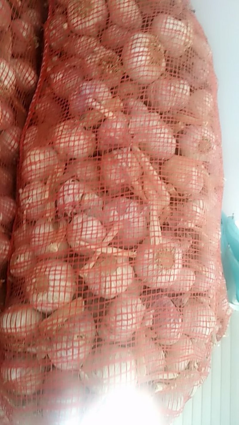 大蒜，鲜大蒜，代收代购代销产地直供，一手货源，品质保证