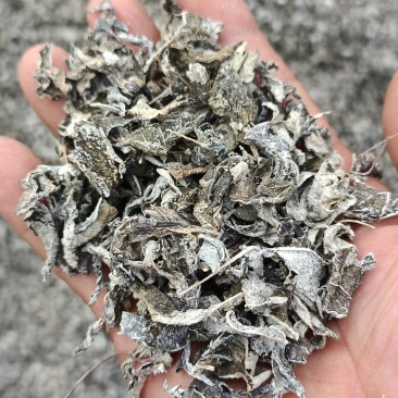 野生藤茶莓茶精筛选叶片无杂质无梗无抹叶片均匀