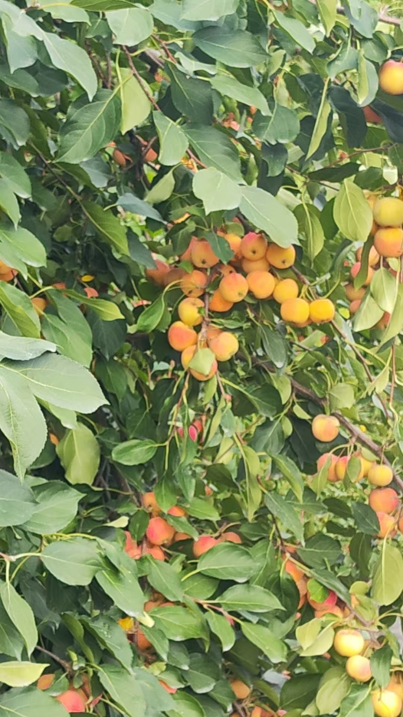 沙果，123苹果