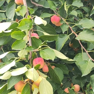 沙果，123苹果