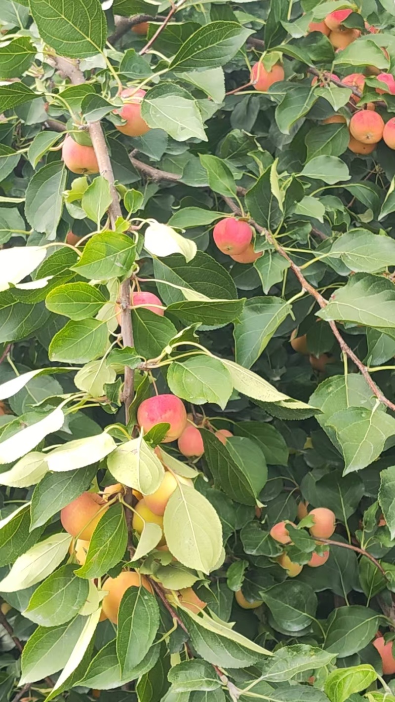 沙果，123苹果