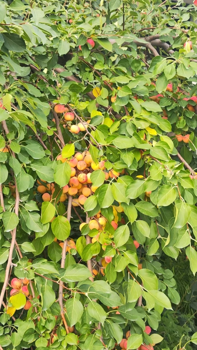 沙果，123苹果