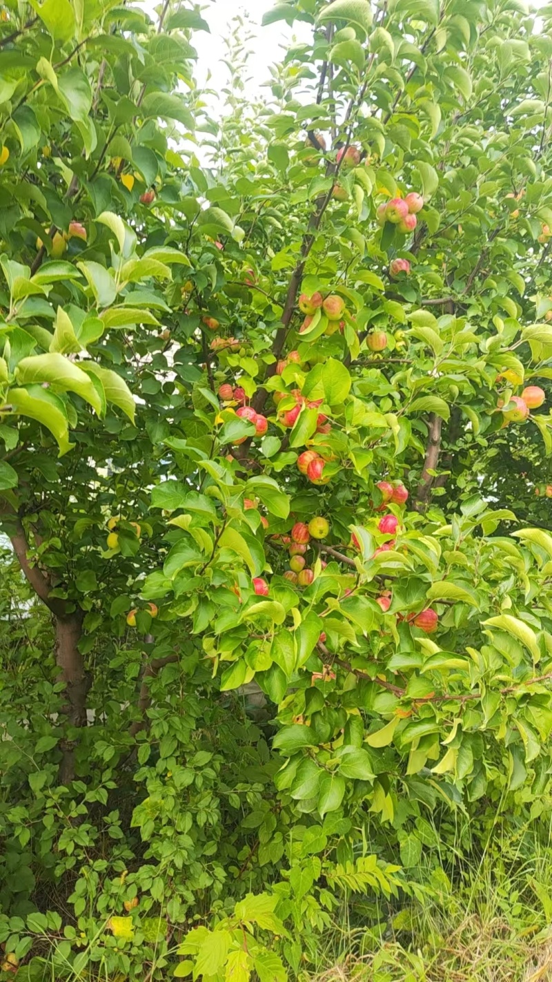 沙果，123苹果