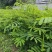 红花合欢苗观赏绿化药用种植量大优惠规格齐全