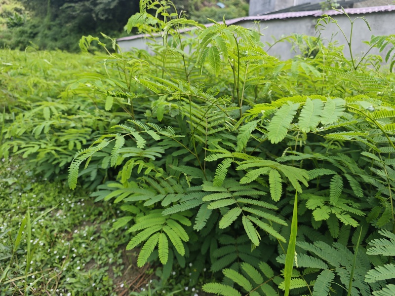 红花合欢苗观赏绿化药用种植量大优惠规格齐全