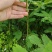红花合欢苗观赏绿化药用种植量大优惠规格齐全